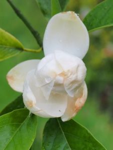 Magnolia sieboldii sinensis x virginiana