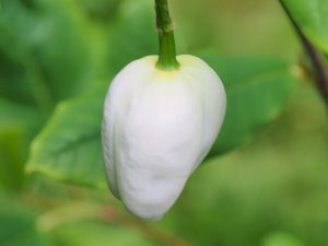 Magnolia sinensis x sieboldii ‘Jersey Belle’