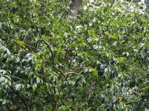 Camellia reticulata ‘Captain Rawes’