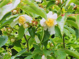 Stewartia sinensis