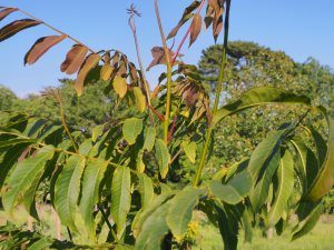 Pterocarya macroptera var. insignis