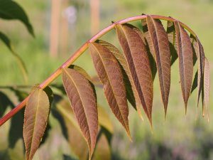 Pterocarya macroptera var. insignis