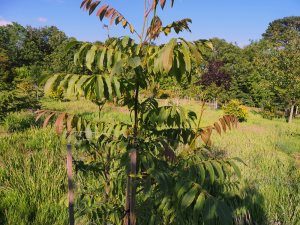 Pterocarya macroptera var. insignis