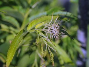 Pterocarya x rhederiana ‘Fern Leaf’