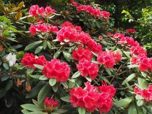 Rhododendron ‘Tally Hoo’