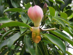 Magnolia floribunda var. tonkinensis