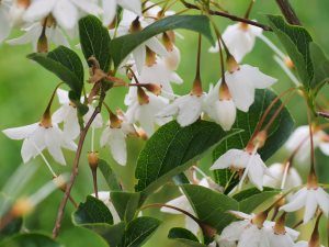Styrax japonicus ‘Farges Belle’