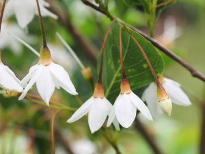 Styrax japonicus ‘Farges Belle’