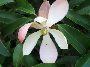 Magnolia floribunda var. tonkinensis