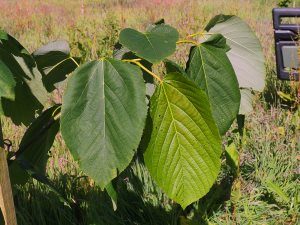 Tilia carolina subsp. heterophylla