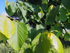 Tilia carolina subsp. heterophylla