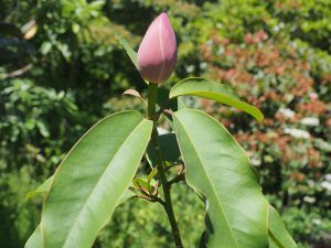 Magnolia sapiensis