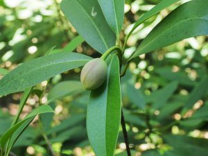 Manglietia yuyuanensis