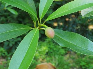 Manglietia yuyuanensis