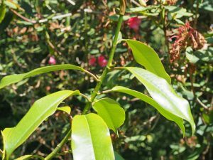 Magnolia crassifolia