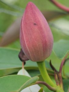Magnolia sapiensis