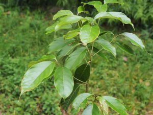 Lithocarpus fenestratus