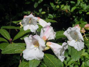 Rhododendron megacalyx