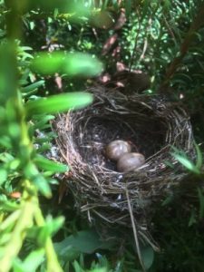 birds’ nest