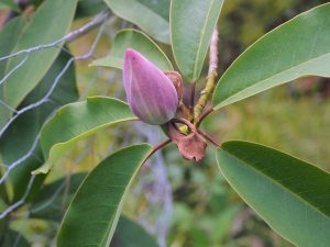 Magnolia sapaensis