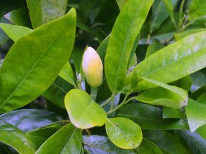 Magnolia virginiana ‘Havener’?