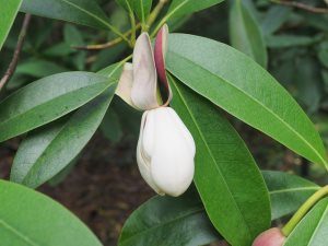 Magnolia yuyuanensis