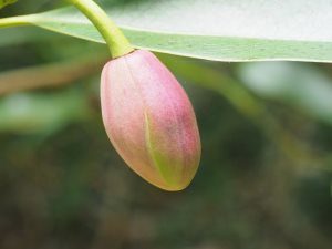 Magnolia yuyuanensis