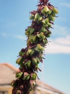 Melianthus major