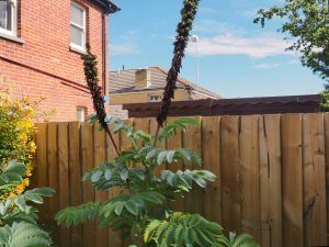 Melianthus major