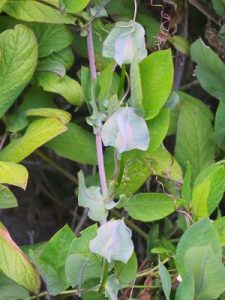 Cobaea scandens