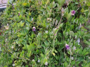 Cobaea scandens