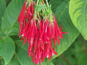 Fuchsia boliviana