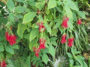 Fuchsia boliviana