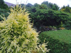 Cryptomeria japonica 'Sekkan’ and Cupressus macrocarpa