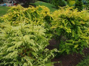 Cryptomeria japonica ‘Sekkansugi’ and Metasequoia glyptostroboides ‘Gold Rush’