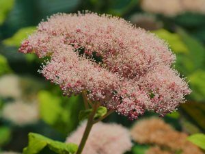 Hydrangea arborescens ‘Eco Pink Puff’