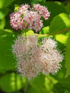 Hydrangea arborescens ‘Eco Pink Puff’