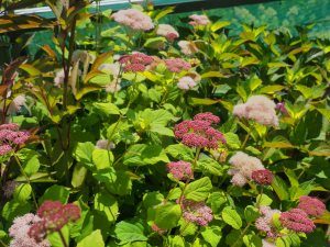 Hydrangea arborescens ‘Eco Pink Puff’