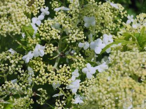 Hydrangea arborescens ‘Emerald Lace’