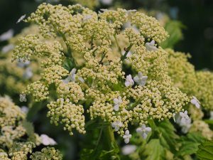 Hydrangea arborescens ‘Emerald Lace’