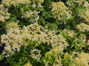 Hydrangea arborescens ‘Emerald Lace’