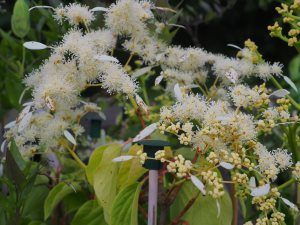 Schizophragma integrifolium ‘Windmills’