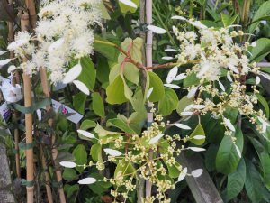 Schizophragma integrifolium ‘Windmills’