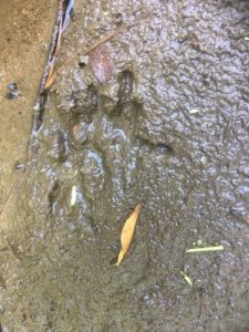 otter footprints