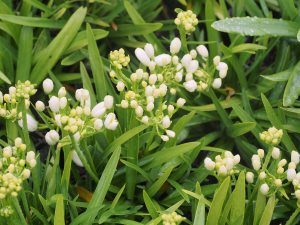 Agapanthus ‘Double Diamond’