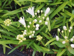 Agapanthus ‘Double Diamond’