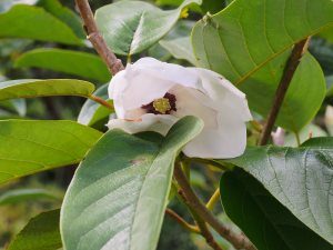 Magnolia globosa