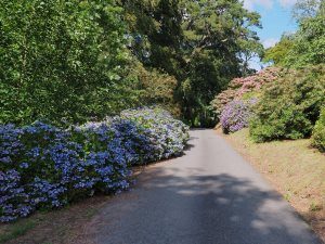 hydrangeas and Harrow Hybrid rhodos