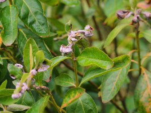 evergreen azalea