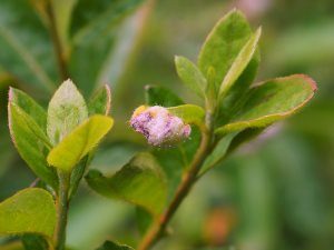 evergreen azalea